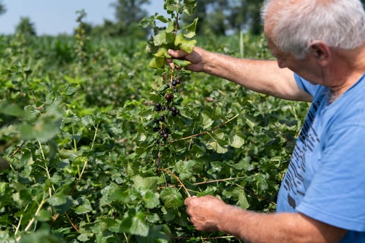 Senior Farmer Carefully Inspecting His Blueberry Farm to Ensure Quality and Progress photo