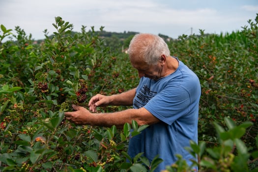 Senior Farmer Carefully Inspecting His Blueberry Farm to Ensure Quality and Progress photo