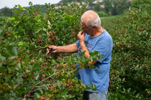 Senior Farmer Carefully Inspecting His Blueberry Farm to Ensure Quality and Progress photo
