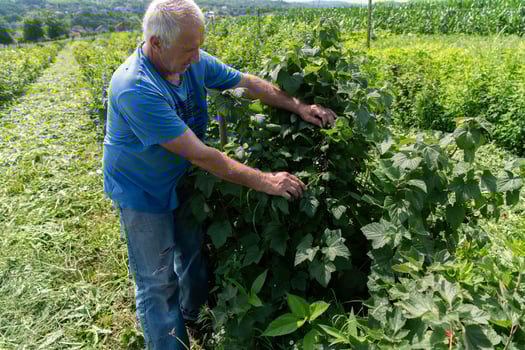 Senior Farmer Carefully Inspecting His Blueberry Farm to Ensure Quality and Progress photo
