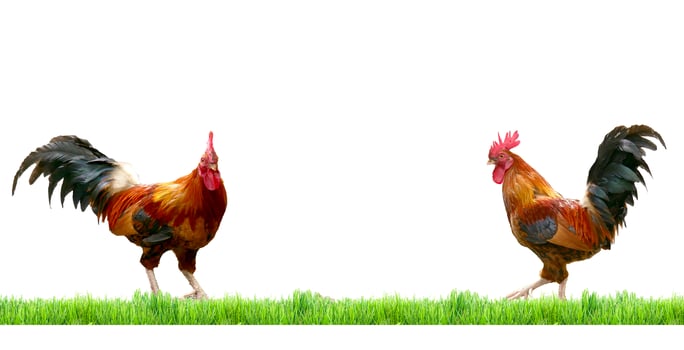Two Colorful Roosters Standing on Green Grass Isolated on White Background photo