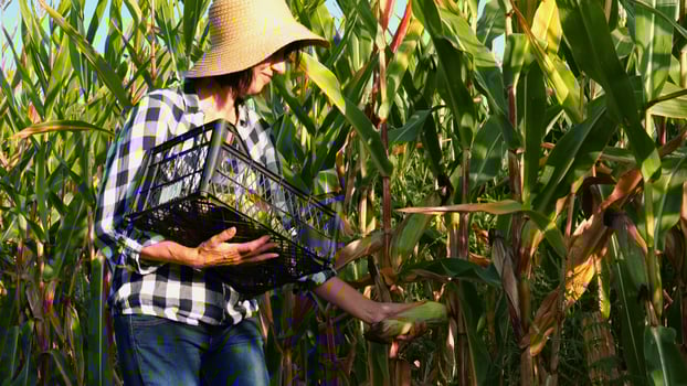 Female agronomist picking cob of sweet corn from green stalk at field. Adult farmer in straw hat putting ripe maize into plastic harvest box at sunset. Concept of agricultural business. Slow motion photo