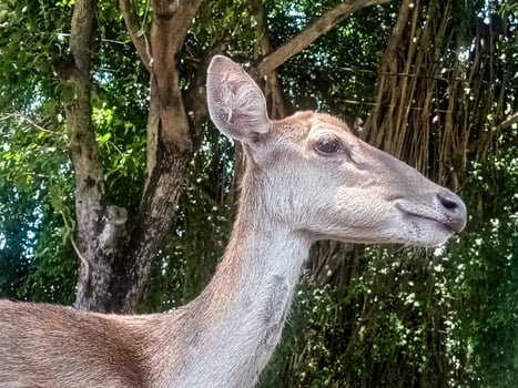 a deer laying down on the ground with its mouth open photo