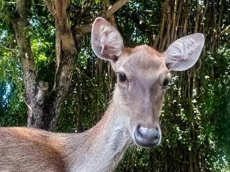 a deer laying down on the ground with its mouth open photo