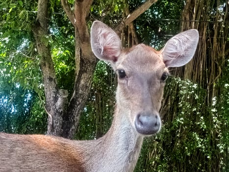 a deer laying down on the ground with its mouth open photo
