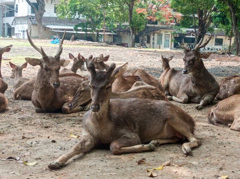 a deer laying down on the ground with its mouth open photo