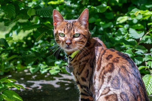 Bengal Cat in Sunlit Garden Setting Highlighting Pet Health and Wellness with Vibrant Colors and Patterns Welfare Concept photo