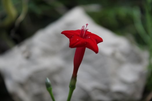 Cypress vine OR Ipomoea quamoclit red flowers photo