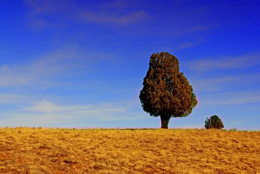 Yellowed vegetation and old Juniper trees photo