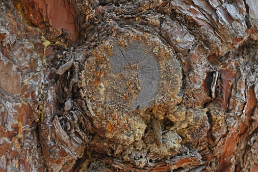 Resin on a red pine tree. photo