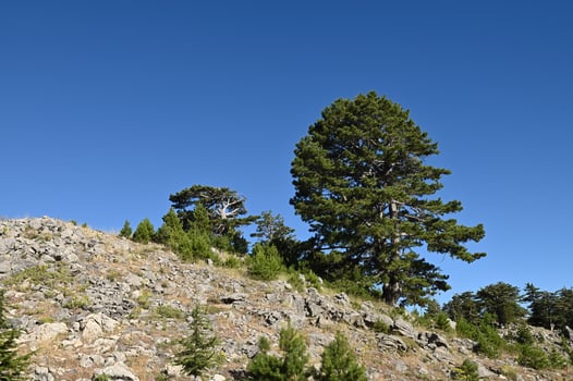 Old pine trees in the forest. photo