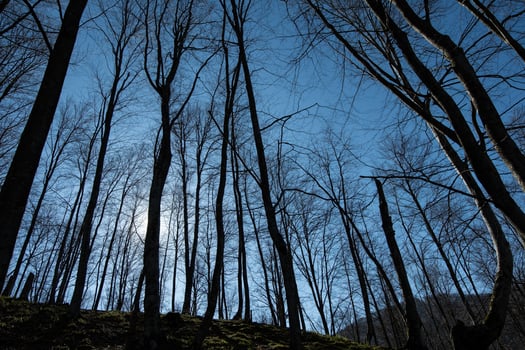 Leafless trees and sunset in winter. photo