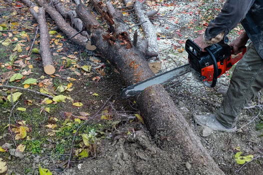 A man cutting a tree with a chainsaw. photo