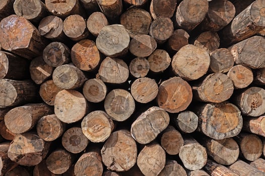 Cut trees stacked in a pile, close-up. photo
