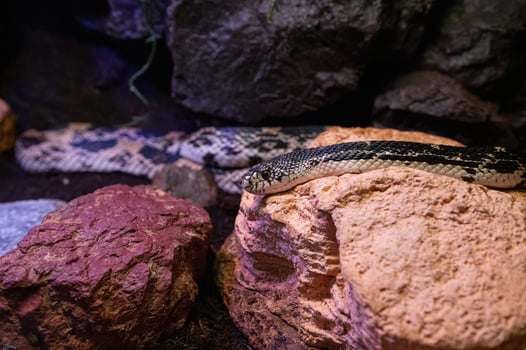 Dangerous beautiful snakes close up. photo