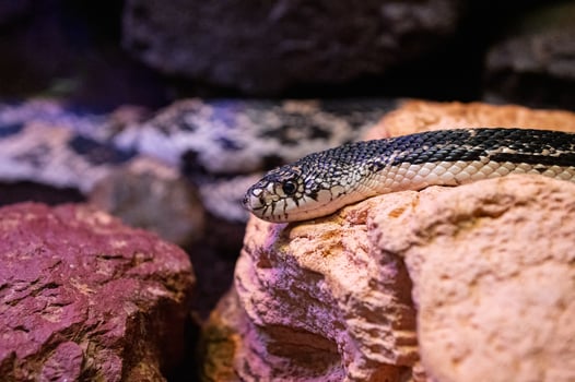 Dangerous beautiful snakes close up. photo
