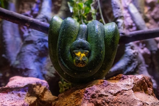 Morelia - snake, green python hanging twisted on a tree branch in tropical countries, ecotourism. photo