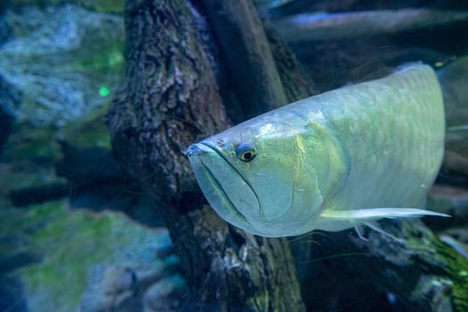 A close-up photo of a silver arowana Osteoglossum bicirrhosum.