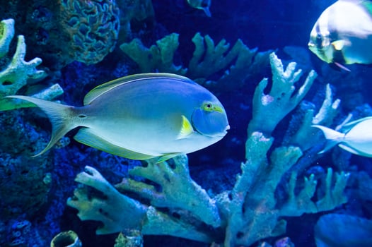 Marine fish in aquarium. Marine fish in aquarium photo