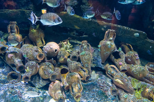 Large tropical freshwater aquarium with colorful fish and plants. photo