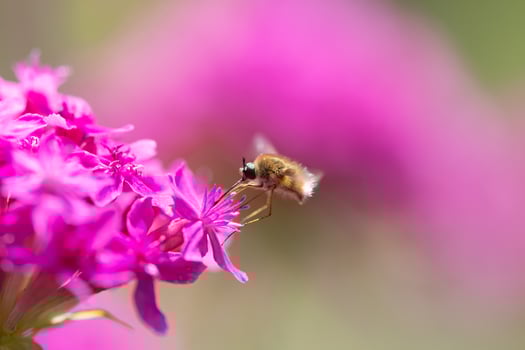 Bee fly on pink coloured flower. Close up photo