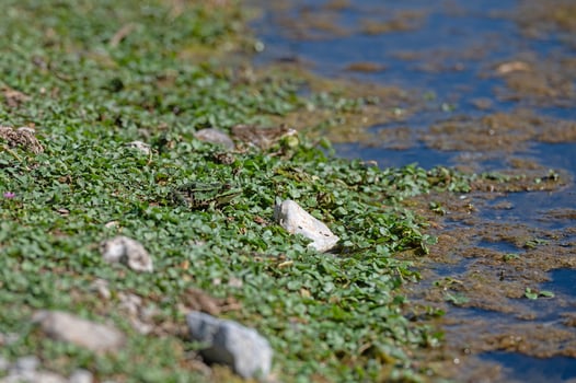 Frogs sunbathing by the lake. photo