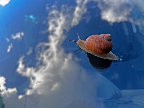 A snail in the car window. photo
