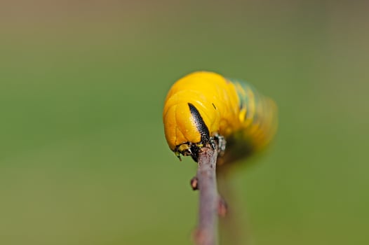 African death's head hawkmoth, Acherontia atropos, a butterfly caterpillar crawling on a green branch. photo
