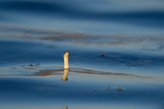 Water snake sticking its head out of the water. Natrix tessellata. photo