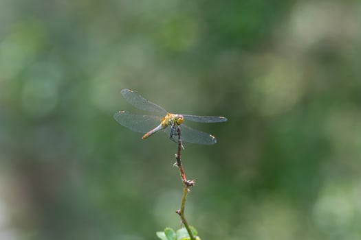 Dragonfly on plant branch. Green blurred background. photo