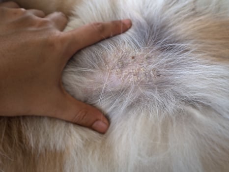 Dog skin disease.Dermatitis photo