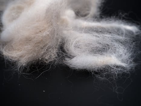 group of dog fur photo