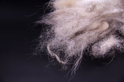 dog hair fall on background photo