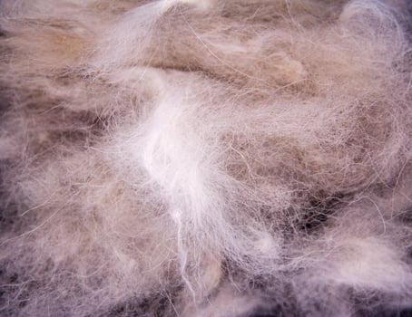 dog hair fall plent on background photo