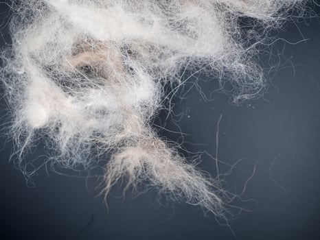 group of dog hair fall photo