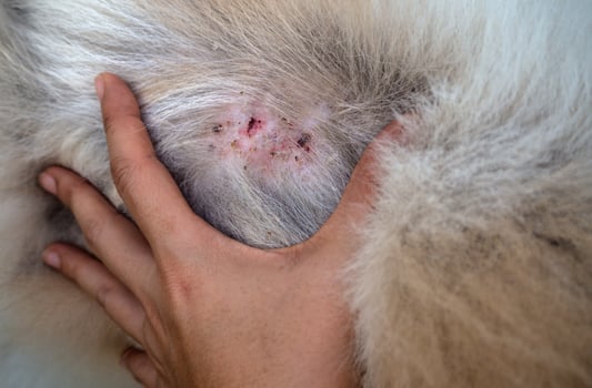 spot and red skin of dog health disease photo