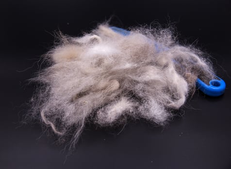 dog hair fall,health problem photo