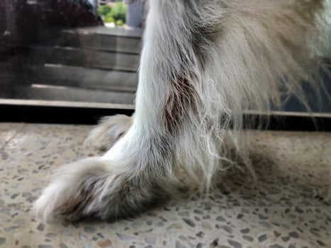 Dog dermatitis disease from yeast and fungal. photo