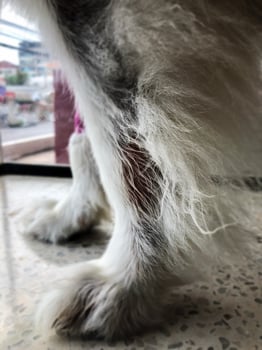 Dog skin disease,Dermatitis on leg. photo