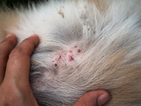 Dermatitis disease on dog skin. photo