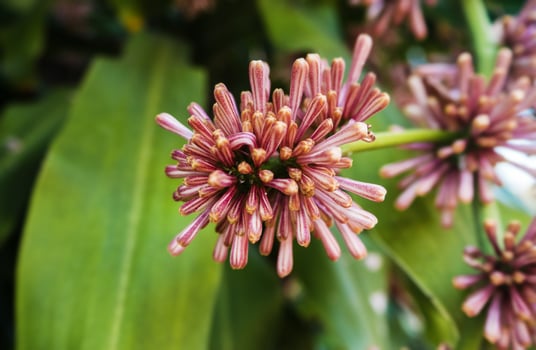Quee of dracaenas,fragrance flower. photo