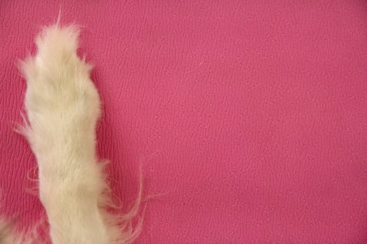 Cute dog foot put on pink background. photo