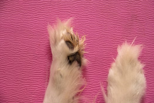 Cute dog legs. photo
