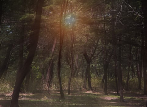 Beautiful forest with reflection of sunlight photo