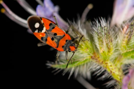 Black-red beetle on the flower, Lygaeus equestris. photo
