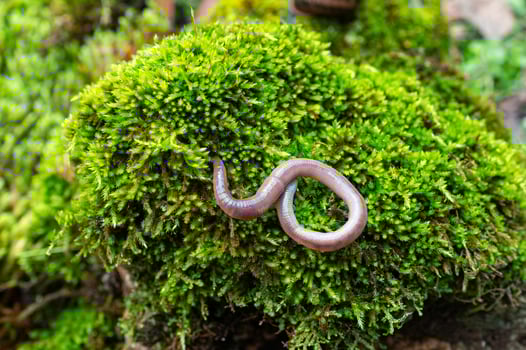 A worm on green-coloured moss. photo