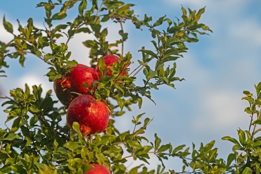 Red pomegranate on a tree branch. photo