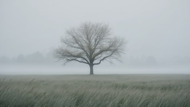 A solitary tree in a field of tall grass Foggy background. photo