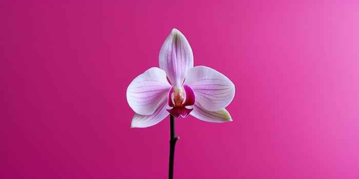 Single Pink Lady Slipper Orchid on a Magenta Background. photo