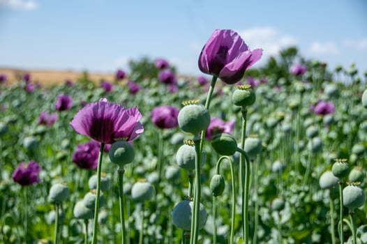 Purple poppy flowers in a field, Papaver somniferum. Poppy, agricultural crop. photo